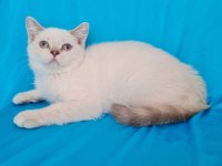 Scottish fold yavrular sahibinden