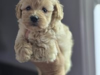 Mini Maltipoo Yavruları