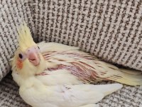 Bebek Sultan Papağanı
