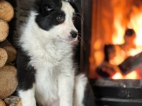 Border Collie Yavruları Aşıları Tam