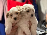 Maltipoo Bebişlerimiz