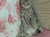 Kırma kedi british