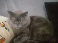 British shorthair kedisi