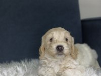 MALTİPOO BEBEKLER
