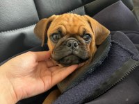 Pug Yavru Üsküdar