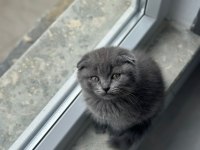 Tuvalet Eğitimli 2 Aylık İnanılmaz Tatlı Scottish Fold
