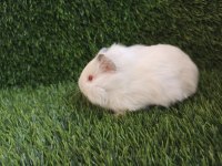 Guinea Pig Yavru Aynı Gün Set Halinde Teslim Edilir