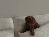  BİR BAKIŞTA ÂŞIK OLACAĞINIZ POODLE