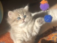 Güzeller güzeli blue golden british longhair