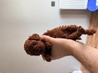 Rokanın poodle yavruları