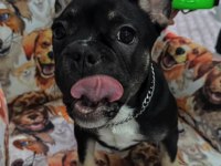 Ücretli French Bulldog Eğitimli