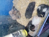Yavru hamsterlar