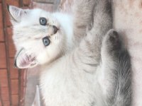 2 DİŞİ VE 1 ERKEK BRİTİSH SHORTHAİR YAVRULAR