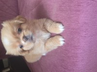 2 AYLIK YAVRU PEKİNEZ KÖPEKLER