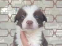 Kahverengi beyaz Border collie yavru
