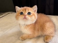 Golden Şecereli Anne Baba Kedimiz