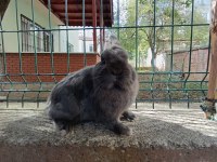 Hollanda cüce tavşan 1.5 yaşında blue erkek