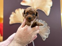 Red Brown Son 2 Yavru Poodle