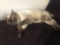 Ares erkek british shorthair sahiplendirilecektir