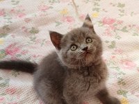 GRİ LİLAC DİŞİ ERKEK SAFKAN YAVRU KEDİLER
