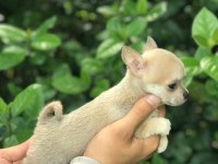 MİKRO TEACUP ŞİVAVA BEBEKLERİM