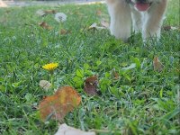 1.5 Aylık Dişi SCR'li Japon Akita Inu