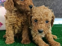 Toy poodle yavrularımız
