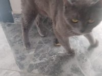 Uysal aşılı kısırlaştırılmış cins kedimiz ücretsiz