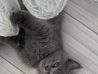 Kaliteli sağlıklı british shorthair yavrular