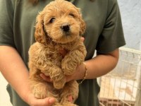 Maltipoo yavrularımız
