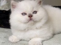 Safkan British Shorthair Kardeşler