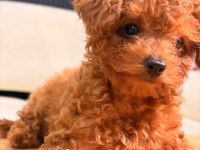 POODLE EVİN EN MİNİĞİ KENDİNE YUVA ARIYOR