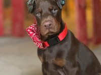 Şampiyondan üst kalite şecereli yavru doberman