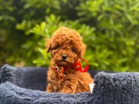 Show Kalite Toy Poodle Yavrular