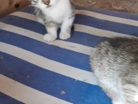 3 kardeşe sahip aranıyor kedilere