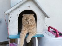 Saf Irk Scottish Fold