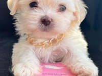 Maltese bebekler