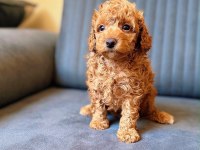 TOY POODLE RED BROWN YAVRULAR