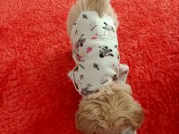 Çok oyuncu sevgi pıtırcığı maltipoo