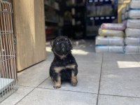 Egzotik Üst Düzey full Fluffy Dişi Fransız Bulldog