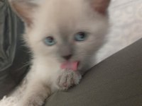 BRİTİSH SHORTHAİR BLUE POİNT DÜNYA TATLISI BEBEK KEDİMİZ