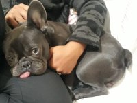 Blue and tan french bulldog