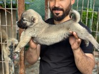 Kangal köpeğimiz panter