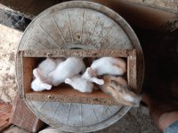 Hollanda Teddy Lop Tavşanı