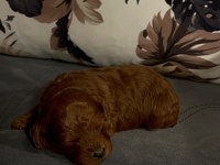TOY POODLE YAVRULARIMIZ