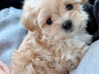 MÜKEMMEL MALTİPOO LAR SİZİN İÇİN BURADA