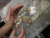 Son üç hamster miniğimiz