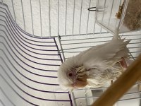 Albino kırmızı göz forpus papağanı