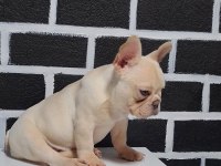 Egzotik renk french bulldog bebeklerimiz