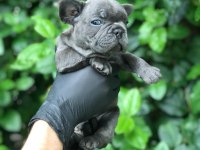 IRKININ EN İYİSİ BLUE FRENCH BULLDOG BEBEKLER